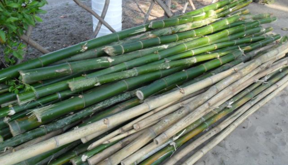 Materia Prima - Bambú Apilado